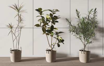 植物盆栽3D模型下载